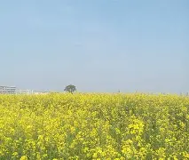 华中农业大学文凭(华中农业大学文凭申请条件)
